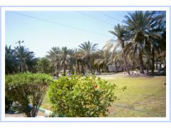 Madhab Garden Palm Tree.jpg